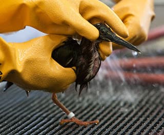 L'image montre des mains portant des gants en caoutchouc jaune qui tiennent soigneusement un petit oiseau, probablement dans un acte de sauvetage ou de soin. L'oiseau, qui semble être un échassier, est en train d'être lavé ou rincé avec de l'eau, car on peut voir de l'eau en mouvement près de son plumage. La scène se déroule sur ce qui semble être une surface grillagée.