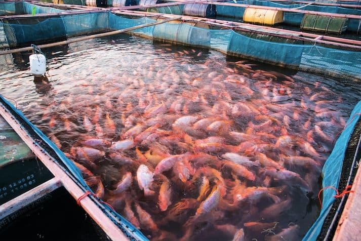 L'image montre un groupe dense de poissons orange et blancs dans un étang d'aquaculture, entouré de filets et de structures métalliques flottantes.