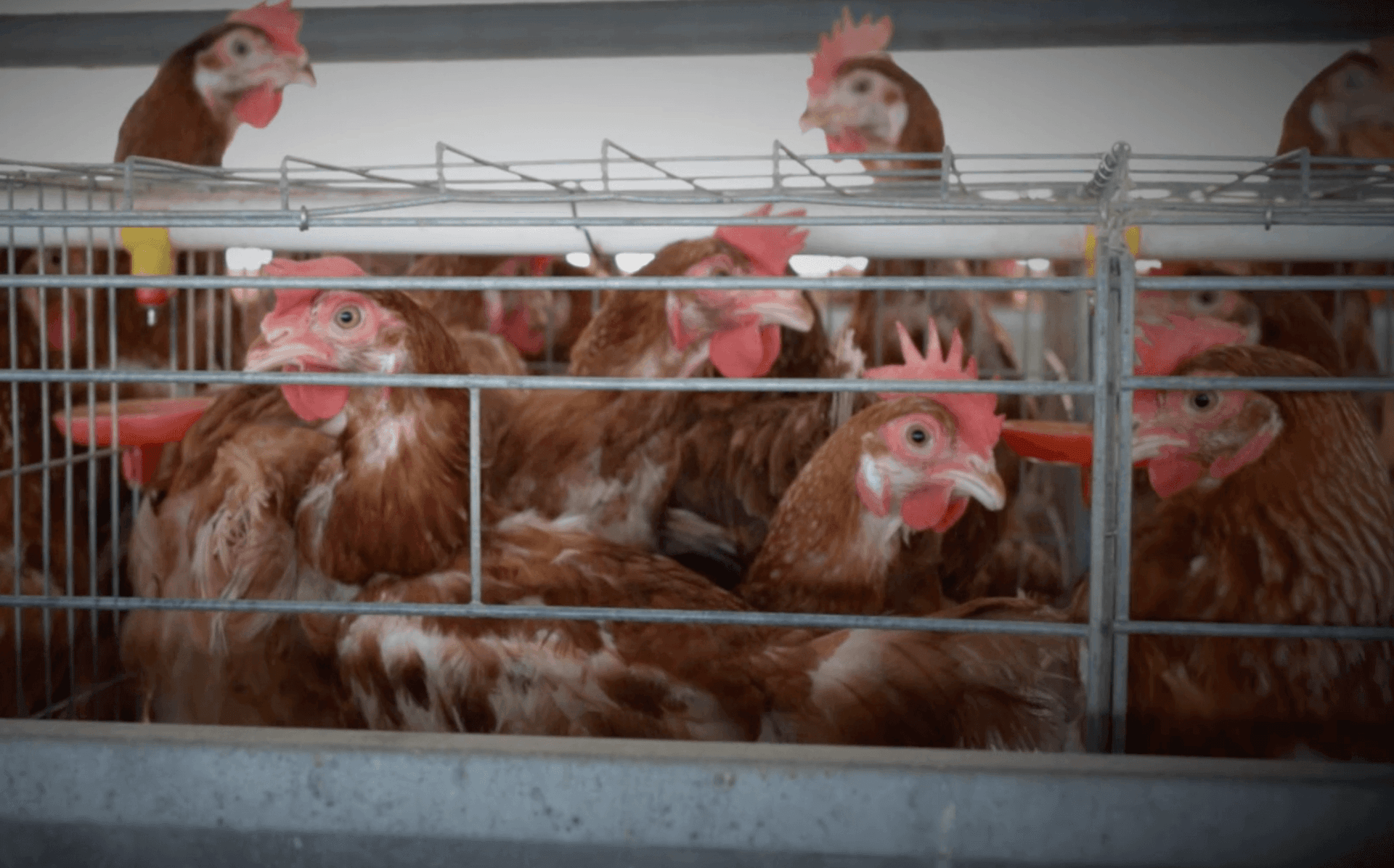L'image montre plusieurs poules brunes à l'intérieur d'une cage métallique dans une installation de production intensive de volailles.