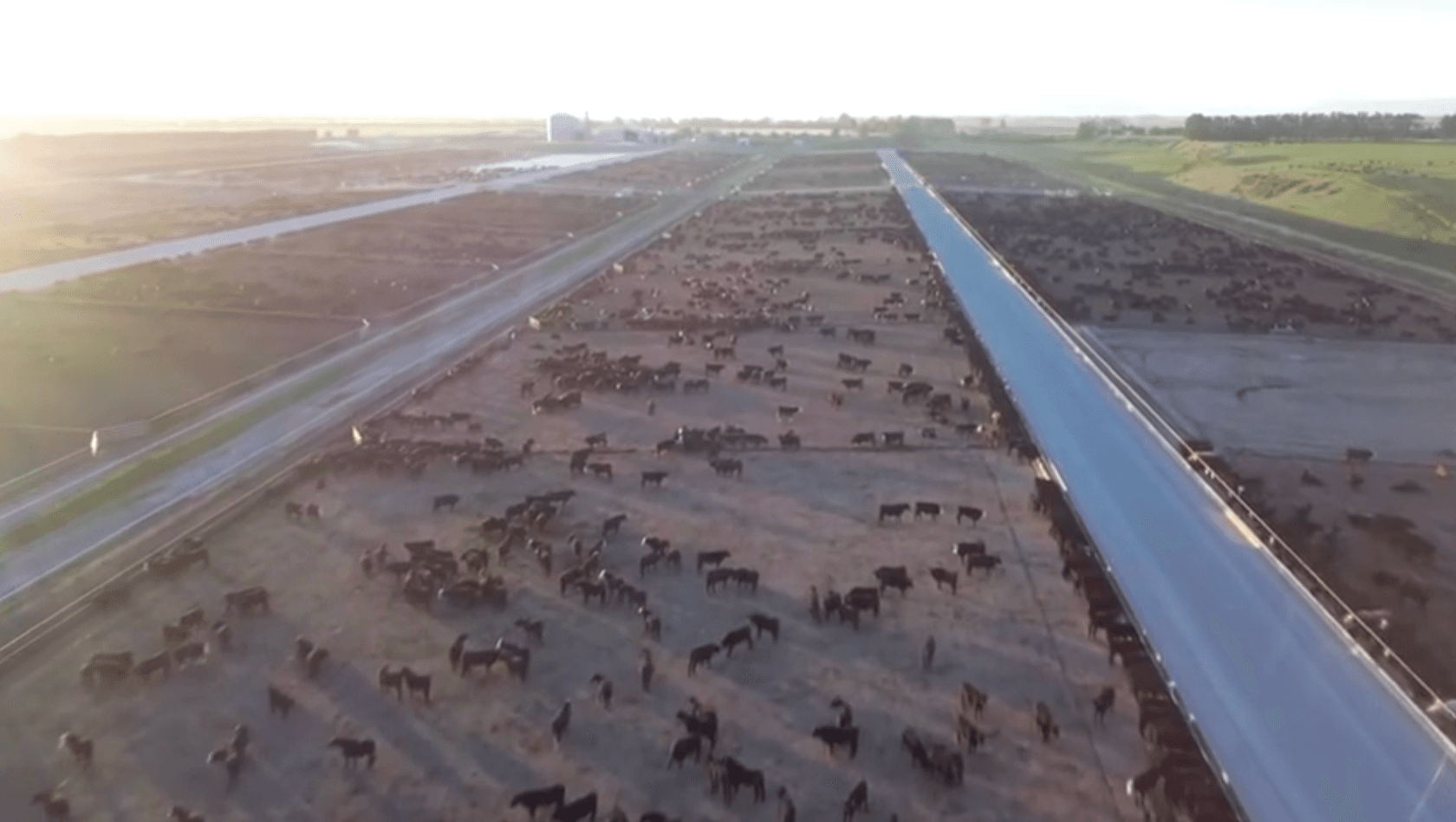 L'image montre une vue aérienne d'un grand nombre de têtes de bétail dispersées dans un grand champ sec, avec une route ou une piste pavée longeant un côté du champ.